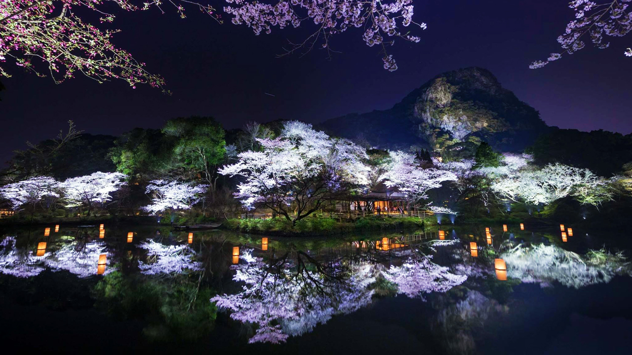 夜晚 / 九州最大的赏夜樱景点