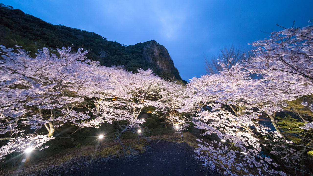 Evening: Kyushu's largest cherry blossom illumination