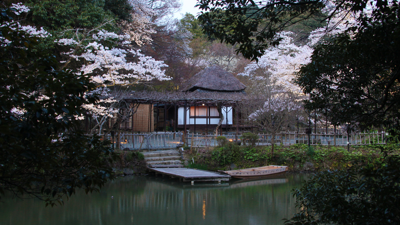 Evening: Kyushu's largest cherry blossom illumination