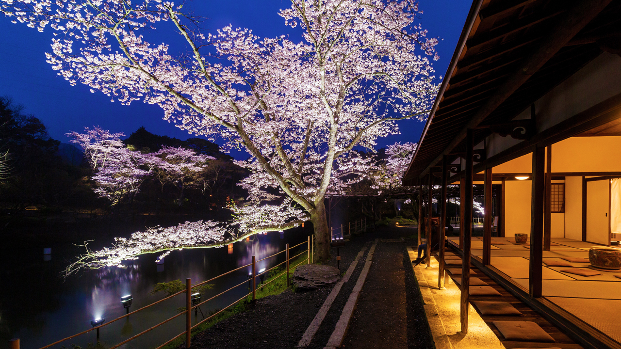 Evening: Kyushu's largest cherry blossom illumination