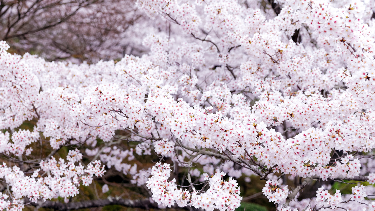 Afternoon: the 181th "endless spring"