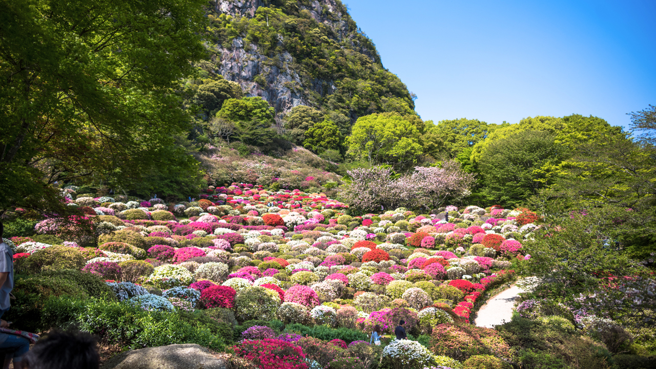 Daytime / A carpet of flowers thatched by 200,000 azaleas