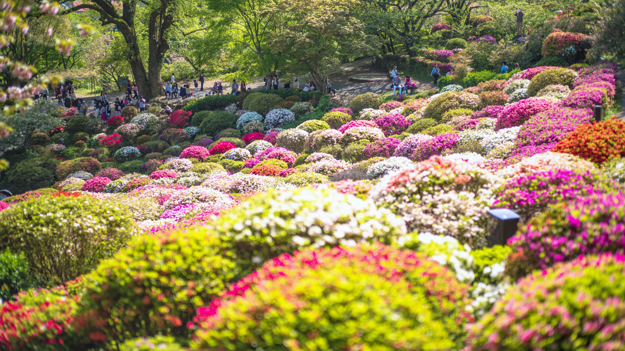 Daytime / A carpet of flowers thatched by 200,000 azaleas