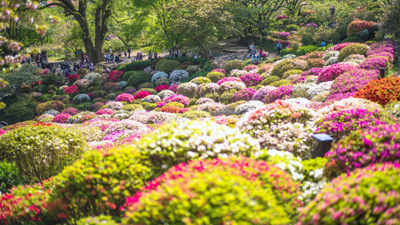 昼 / 20万株杜鹃花编织成花的地毯