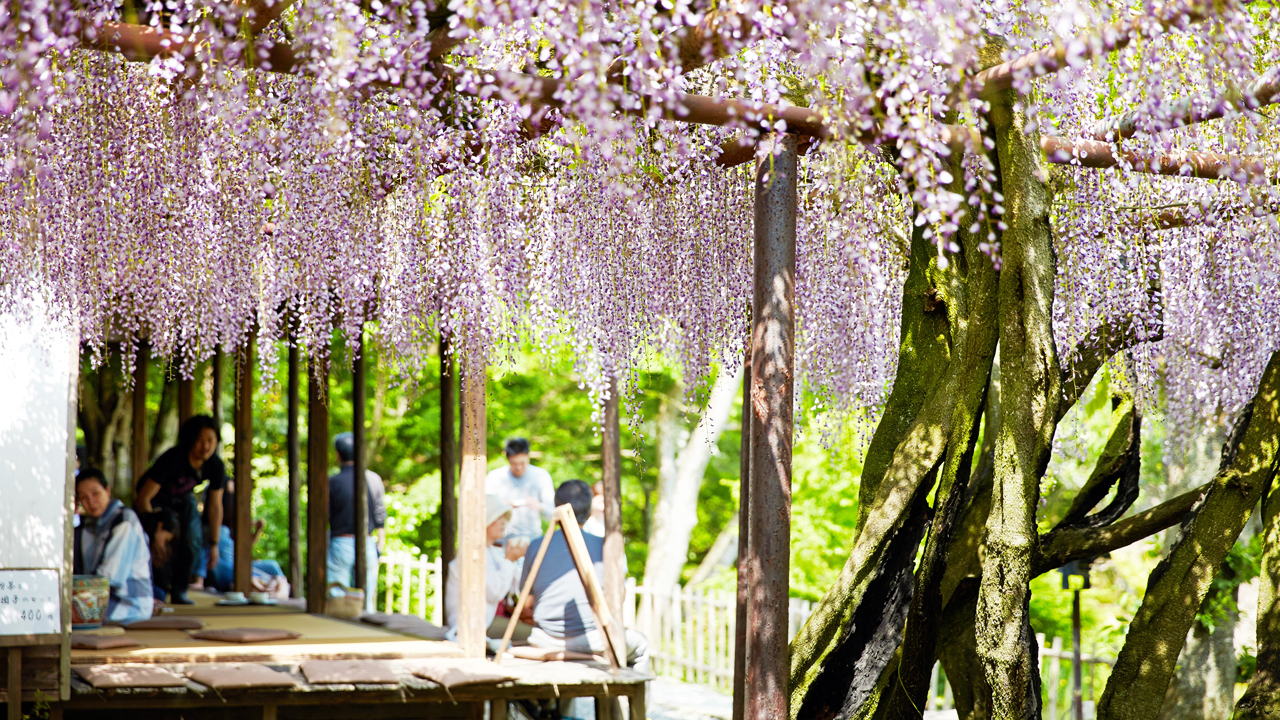 昼 / 20万本のつつじが織り成す花の絨毯