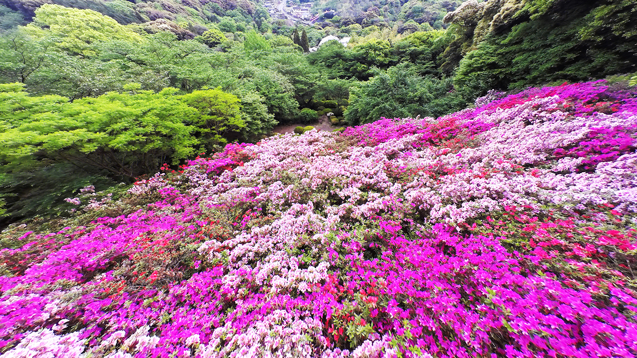 Daytime / A carpet of flowers thatched by 200,000 azaleas