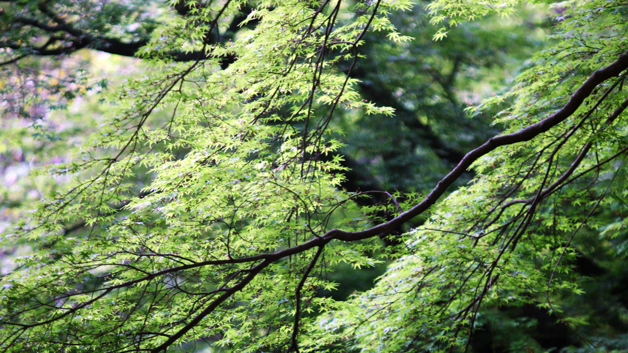 雨の御船山楽園